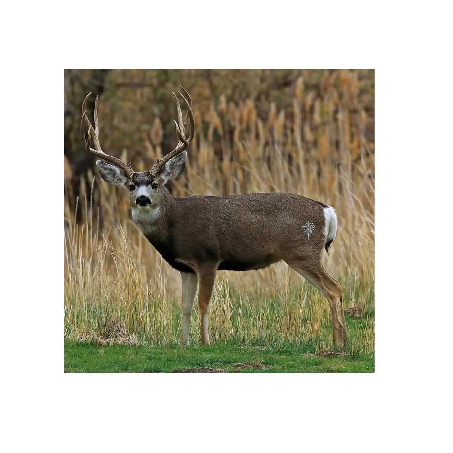 Deadnuts Outdoors 2D Mule Deer Broadside QuivAR Target