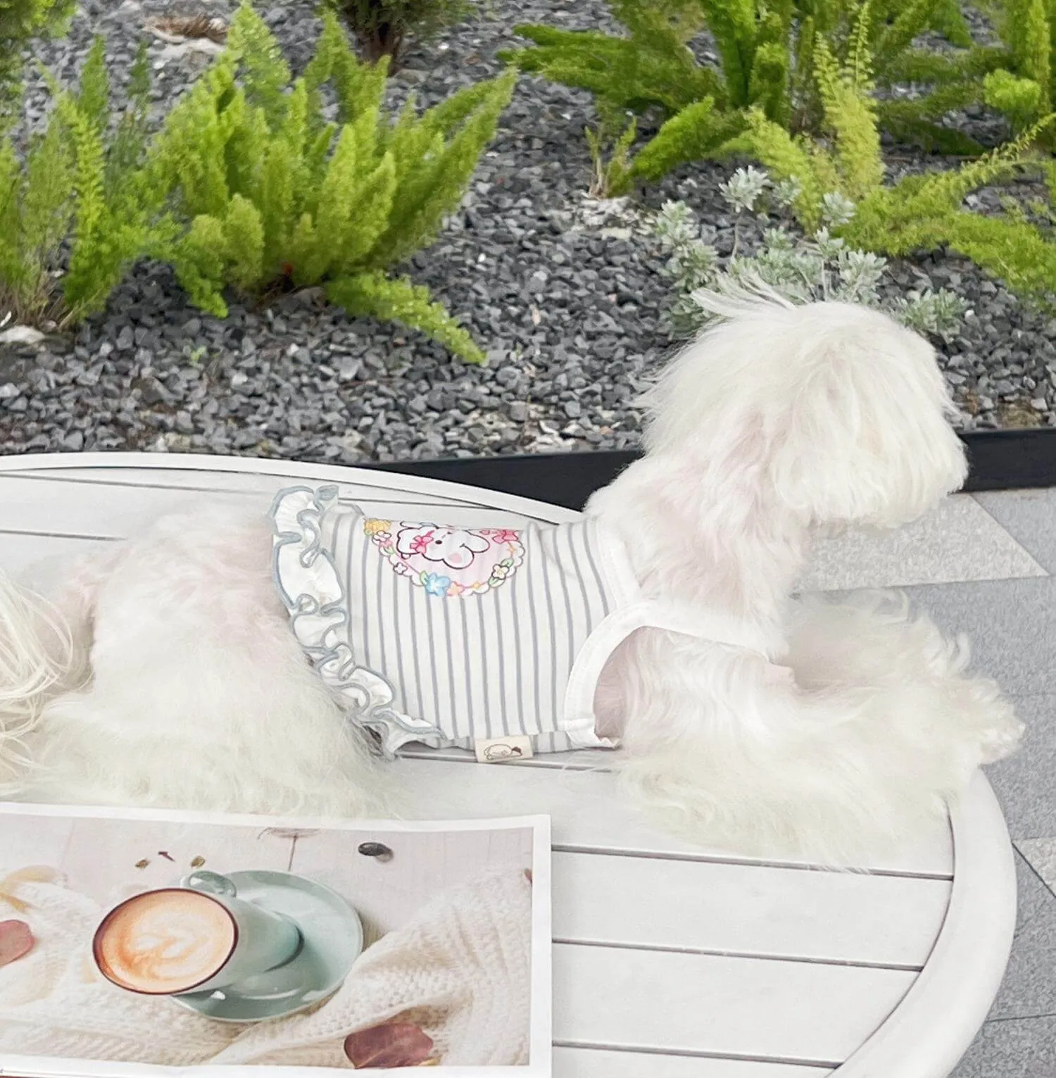 Summer Outfit for Dogs
