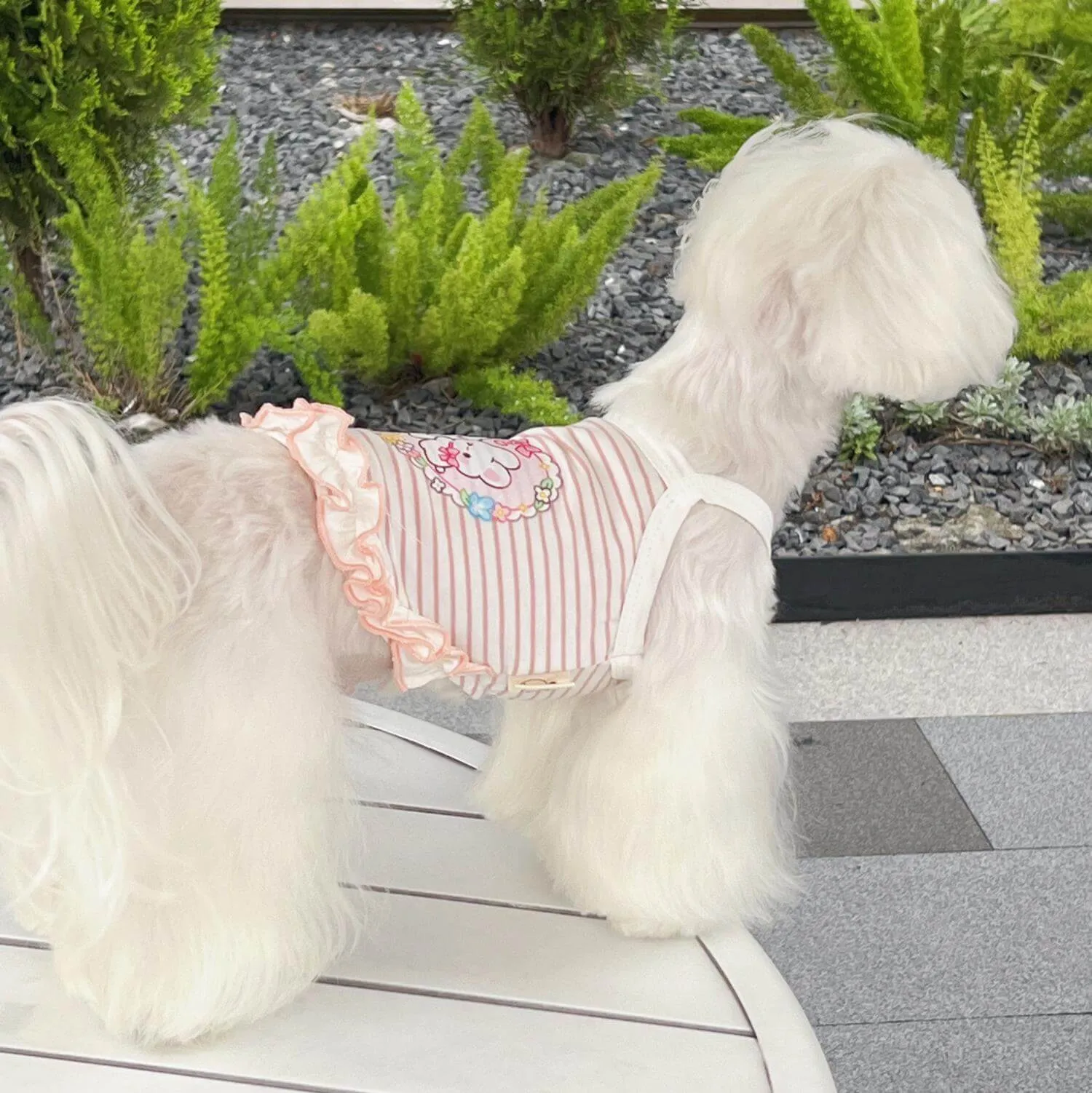 Summer Outfit for Dogs