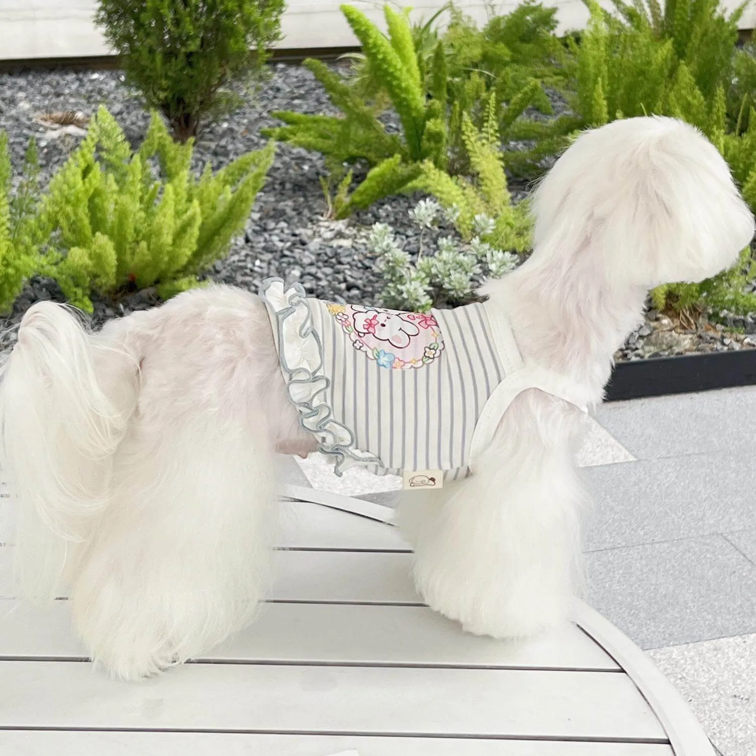 Summer Outfit for Dogs