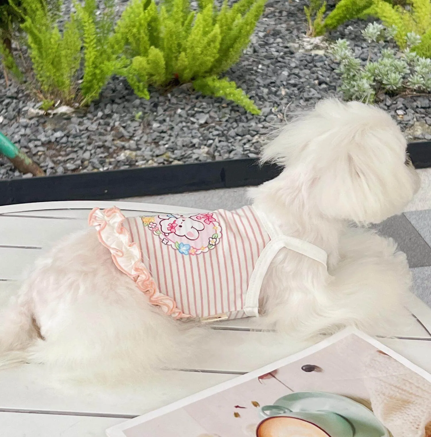 Summer Outfit for Dogs